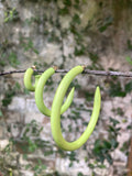 Lime Rickey Hoops