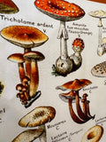 Mushroom Bandana 100% silk