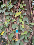 Teal Virgin Mary Necklace
